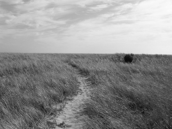 Watch Hill Beach Grass in Black and White