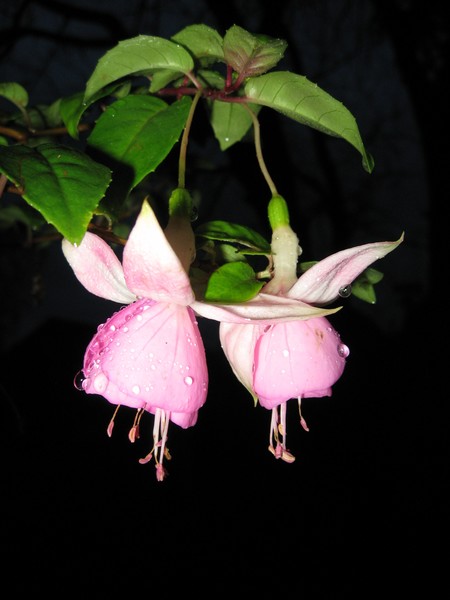 Still Pretty in Pink!