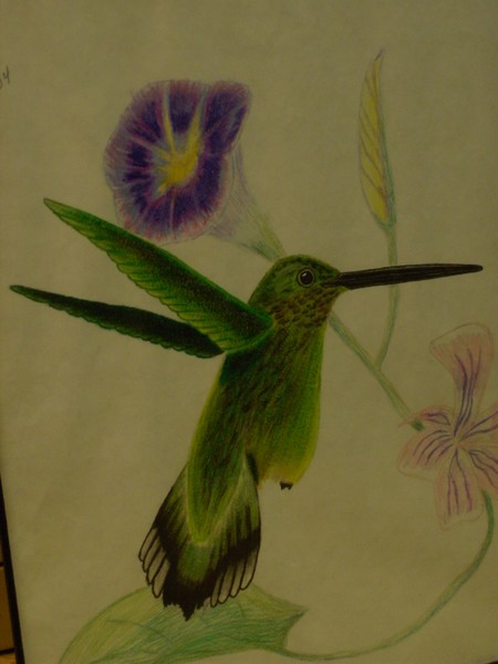 roberts artwork-humming bird