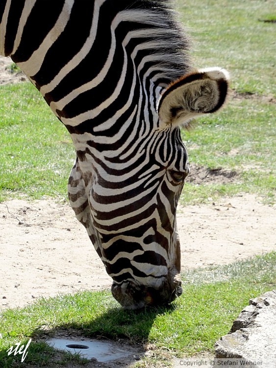 Zebra