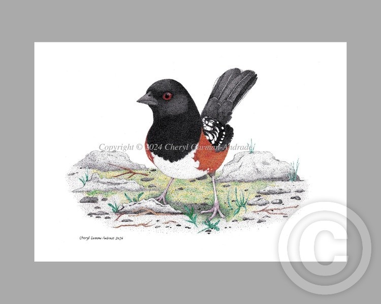 Spotted Towhee Pen and Ink Pointillism