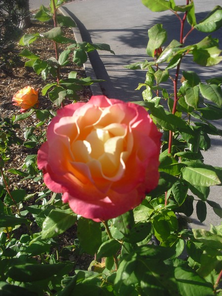 Flower of Today