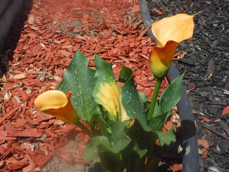 'Calla'