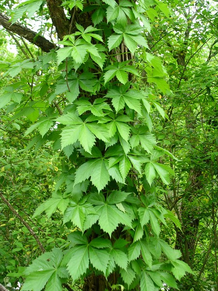 Virginia Creeper Creeping Up
