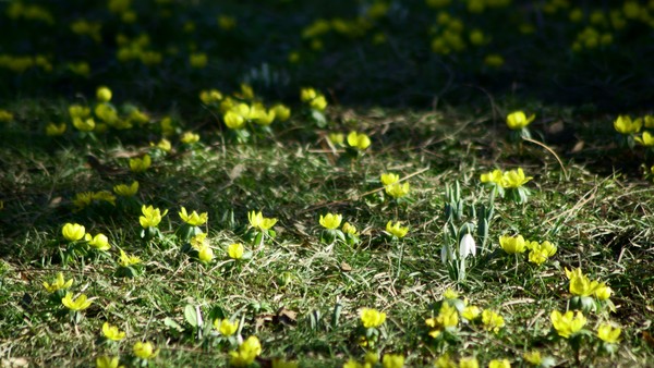 Snowdrop