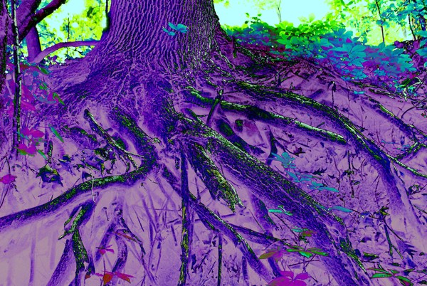 Funky Forest