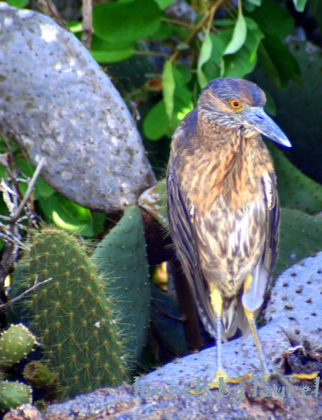 Yellow-crowned Night Heron