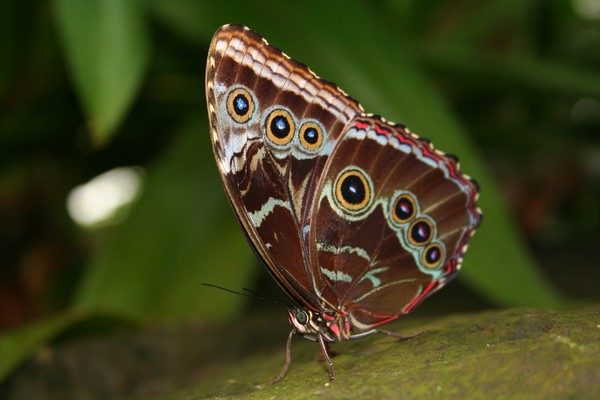 Common Blue Morpho with Folded Wings