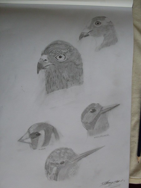 the birds