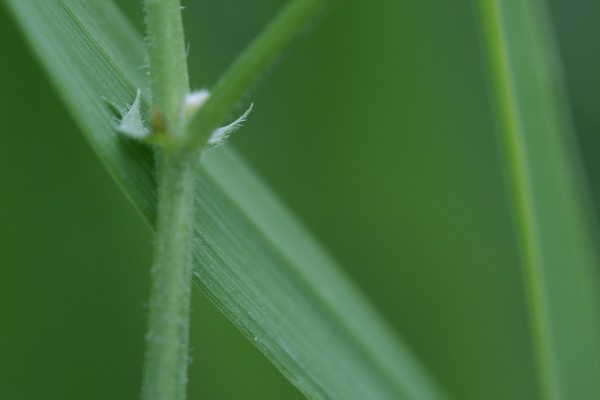 Green Grass