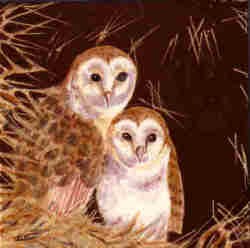 Barn Owls