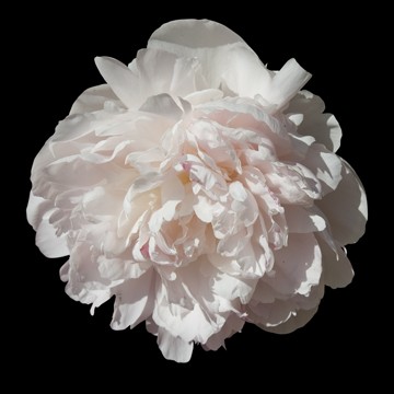 white peony