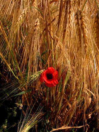 Poppy Flour