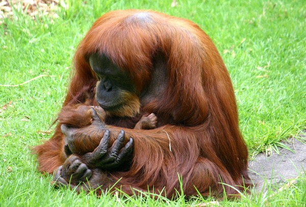 Orangutan and infant