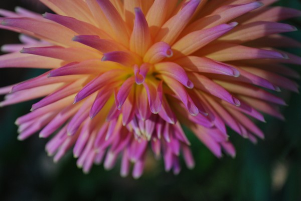 Dahlia Dangle