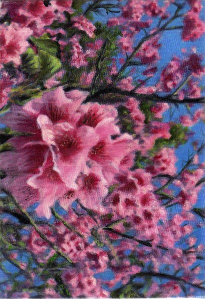 sakura flower 2