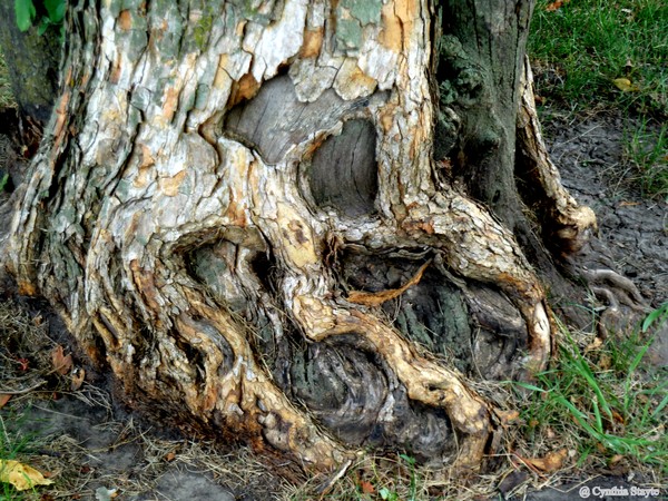 Roots