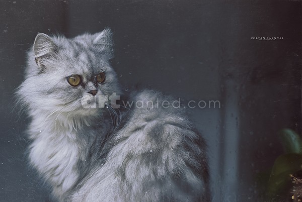 Cat in the window