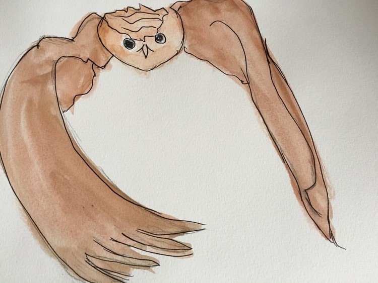 Owl