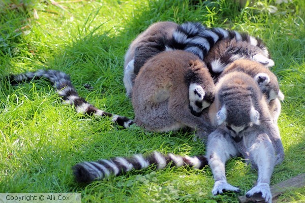 Lemur