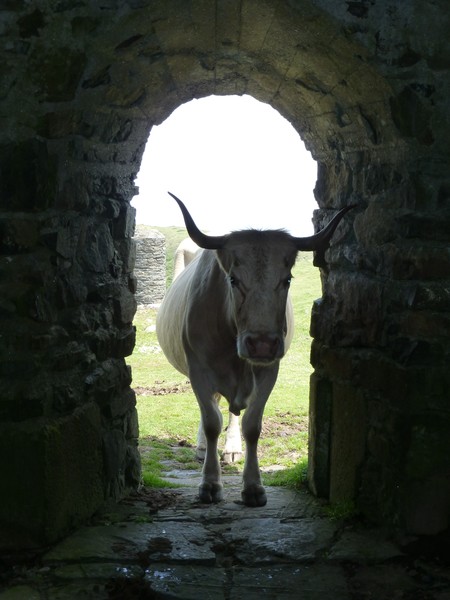 Muuu