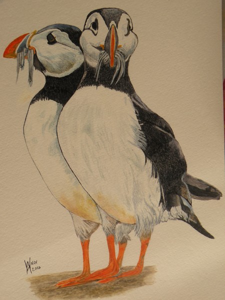 Puffin Billies