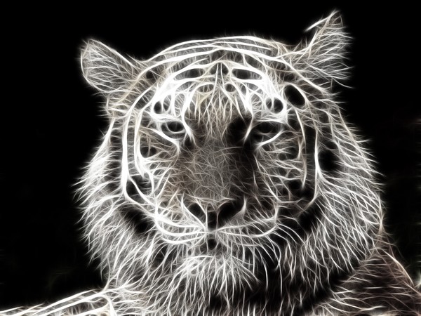 tiger