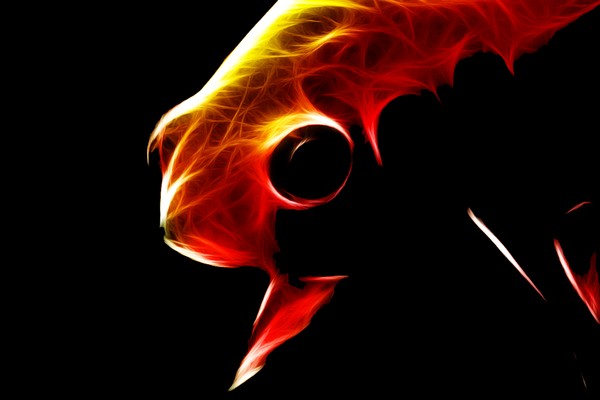Goldfish close up