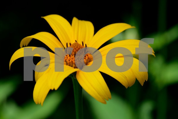 Yellow Flower