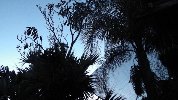 Five Trees At Dawn