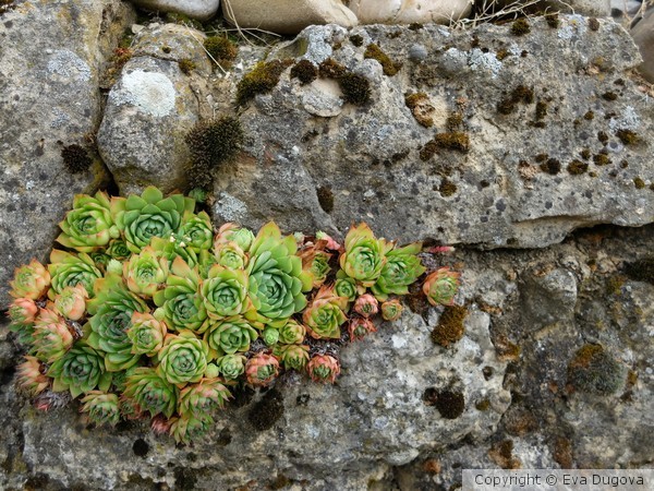 Living in symbiosis 