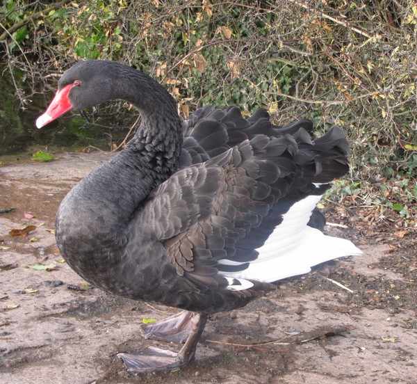 Black Swan