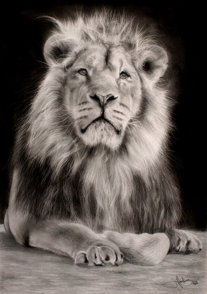 Lion drawing