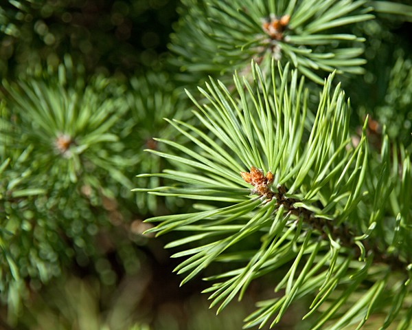 Pine Needles