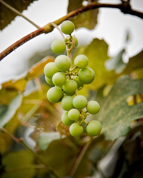 Grapes