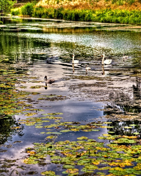 Swan Family in Copenhagen