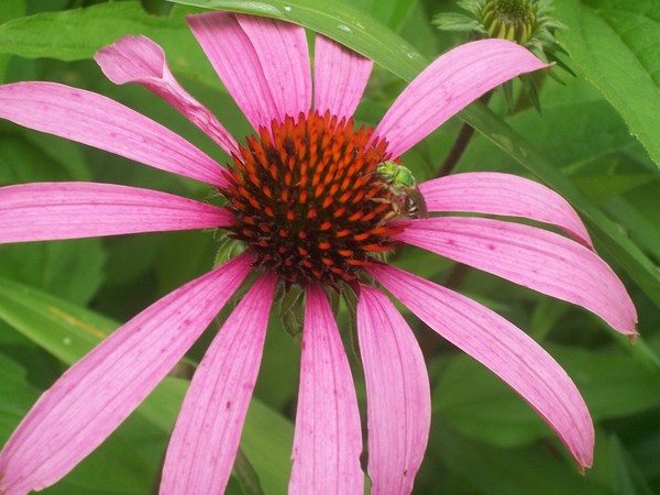 Purple Cone Flower w/Bee