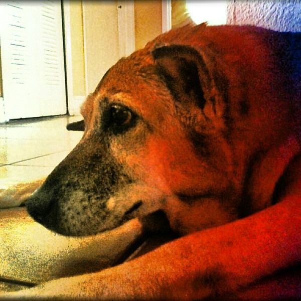 All Dogs Go To Heaven