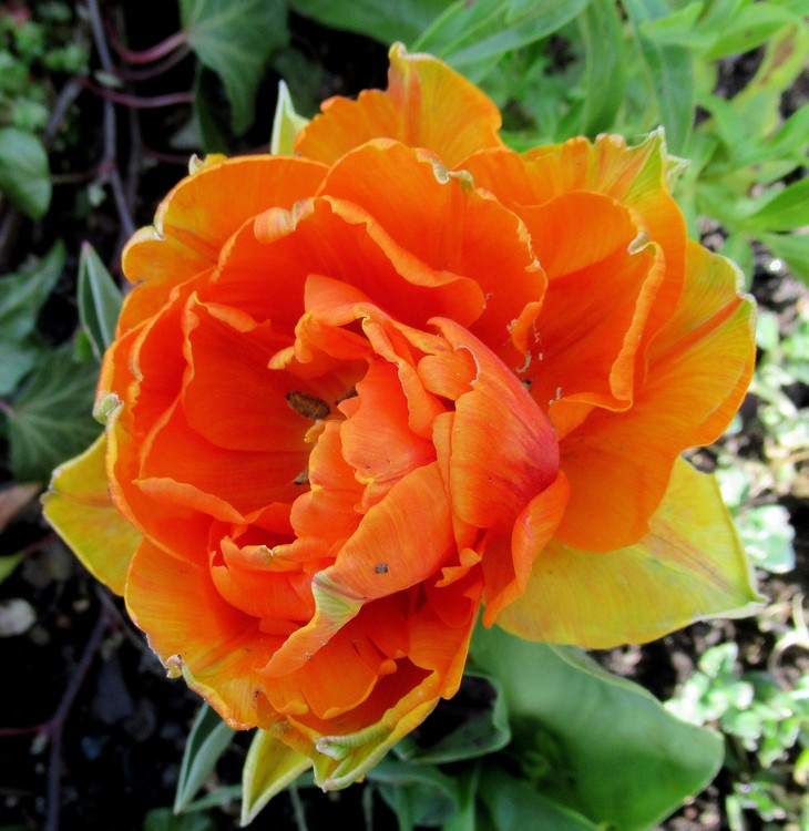 DOUBLE TULIP
