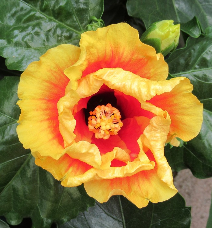 HIBISCUS