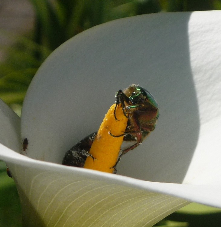 CETONIA AURATA
