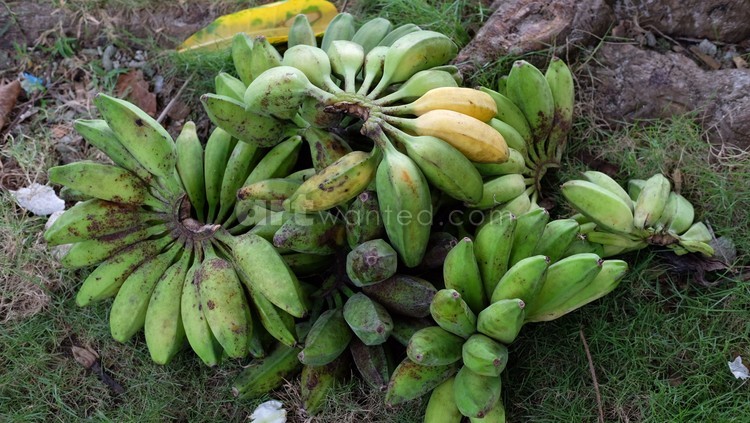 bananas