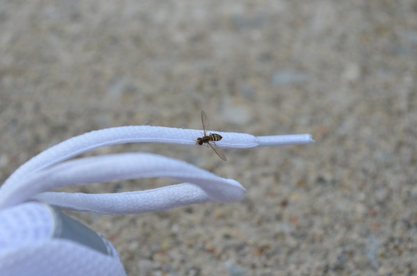 Resting on my Shoestring