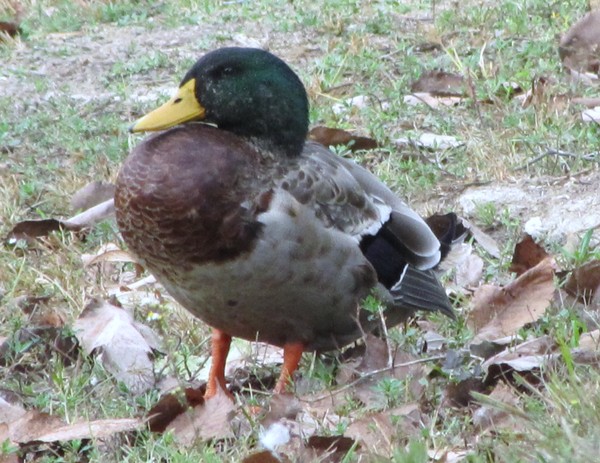 Quack quack