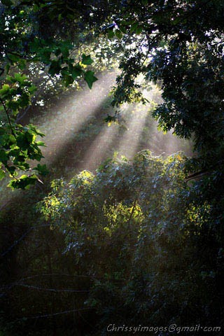 sunshine through the trees