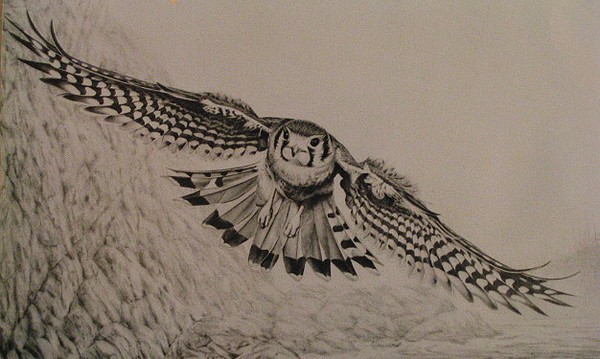 AmericanKestral
