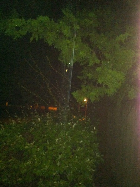 Spider Web at night
