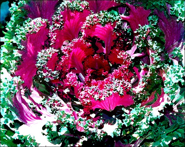 Kale No. 1