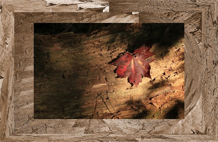 framed leaf
