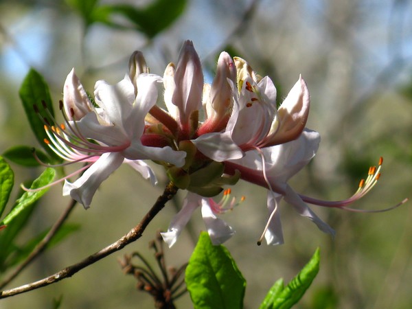 Wild Azalea